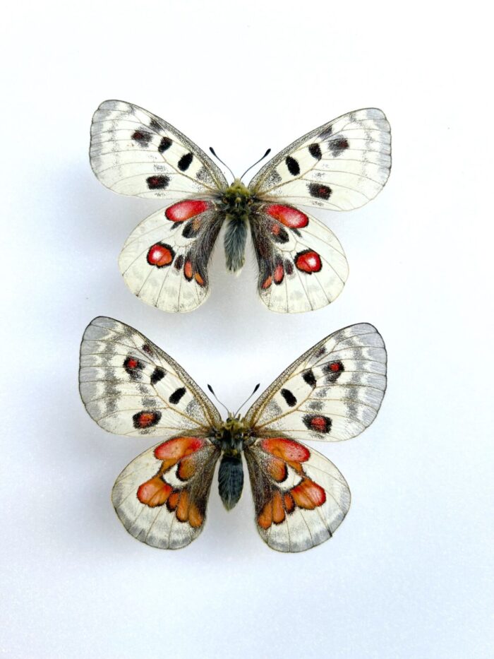 Parnassius Hybride