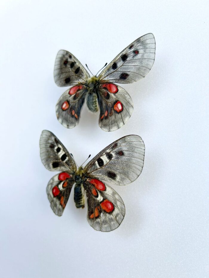 Parnassius Hybride - Image 3