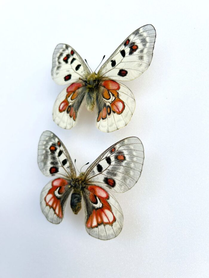 Parnassius Hybride - Image 3