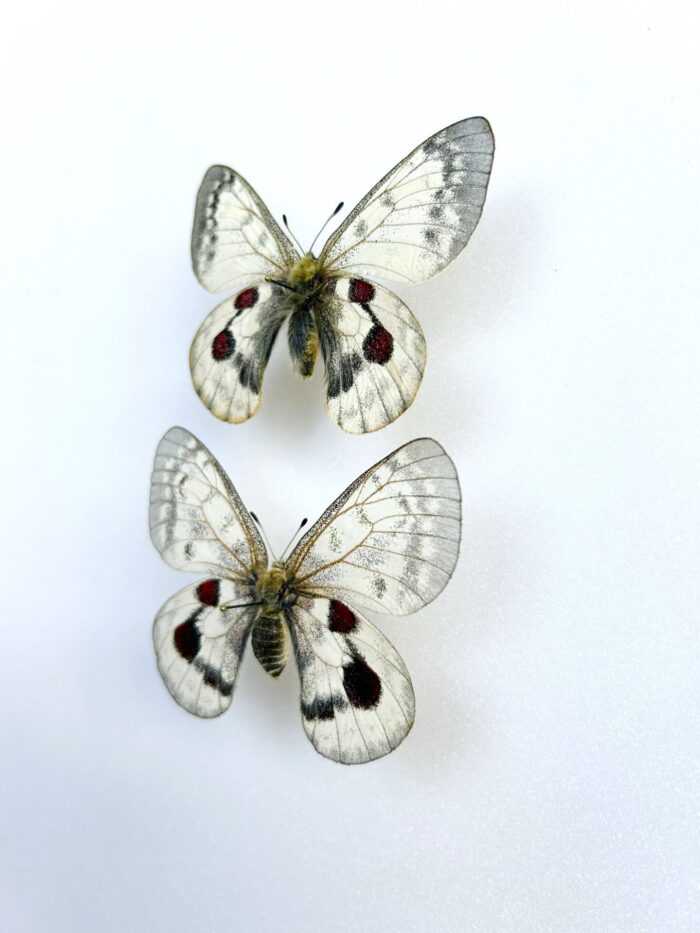 Parnassius Hybride - Image 3