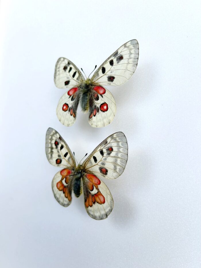 Parnassius Hybride - Image 3