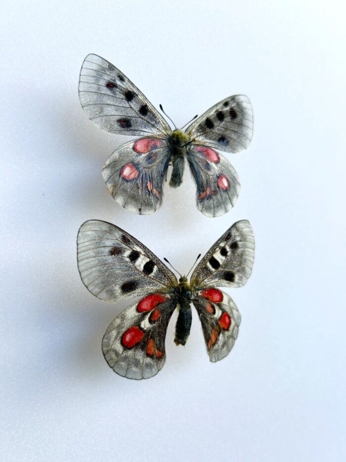 Parnassius Hybride - Image 2