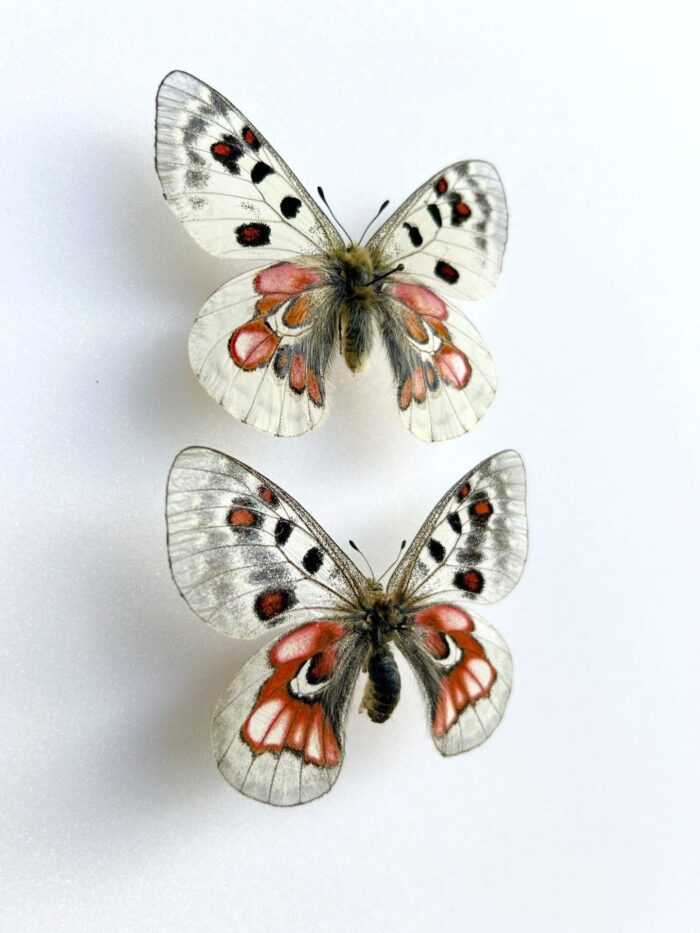 Parnassius Hybride - Image 2