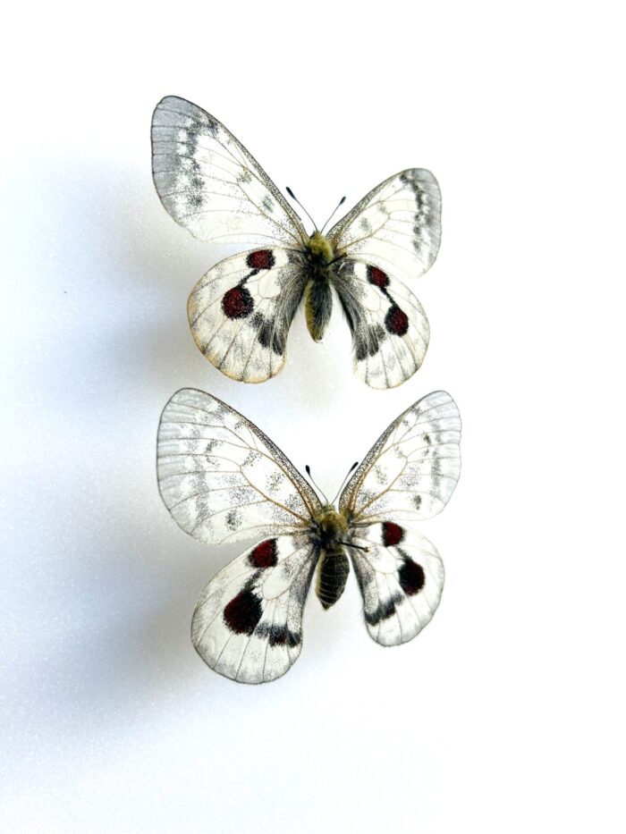 Parnassius Hybride - Image 2