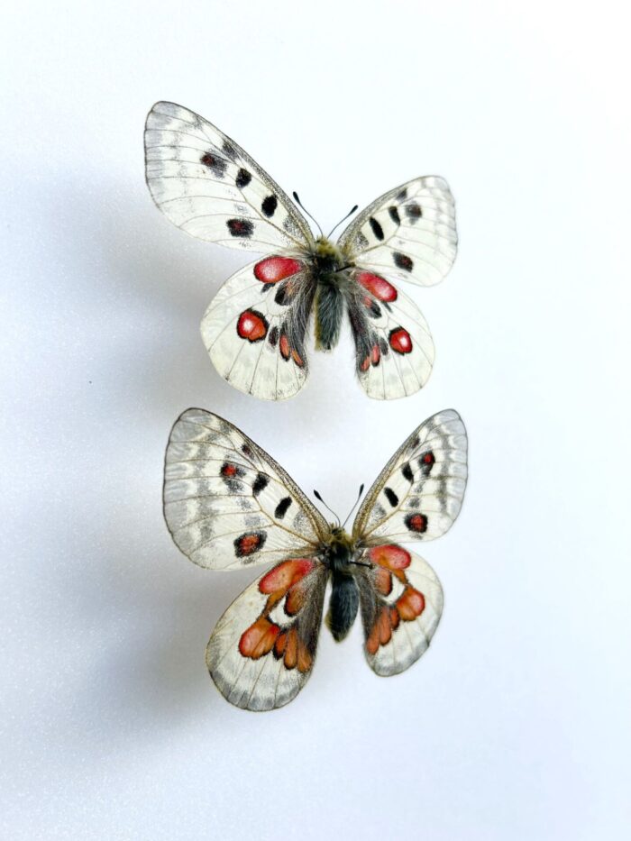 Parnassius Hybride - Image 2