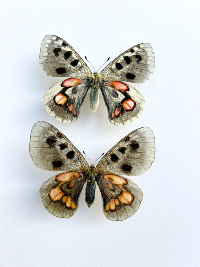 Parnassius Hybride