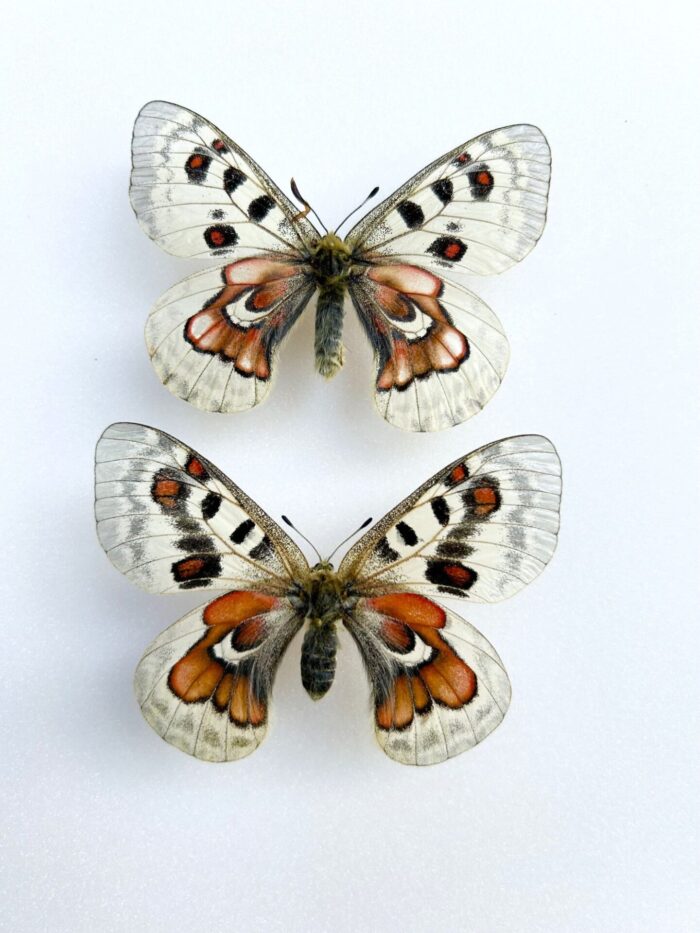 Parnassius Hybride