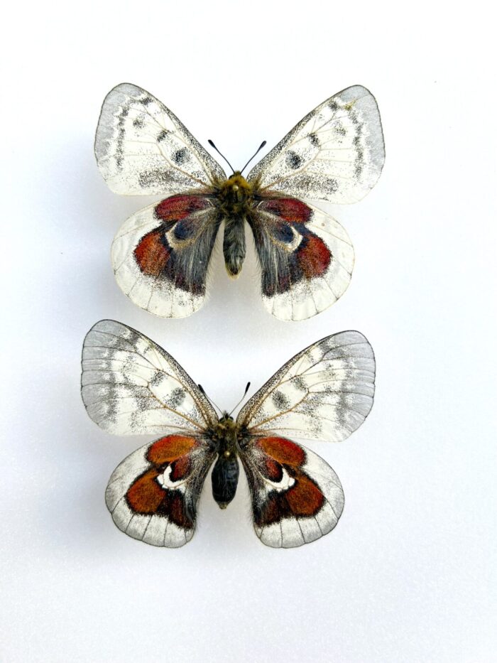 Parnassius Hybride