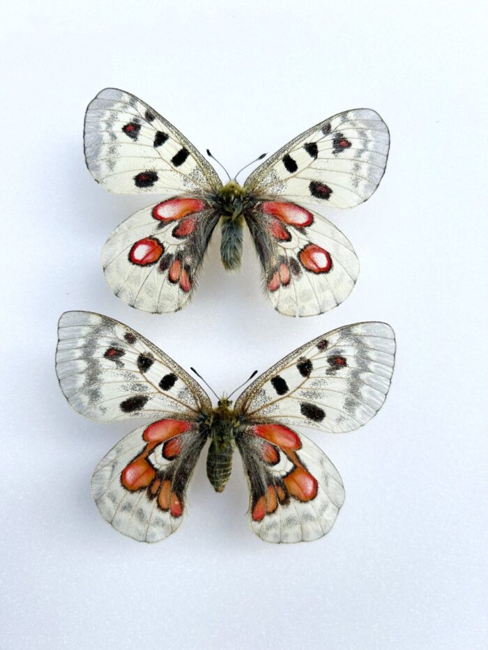 Parnassius Hybride