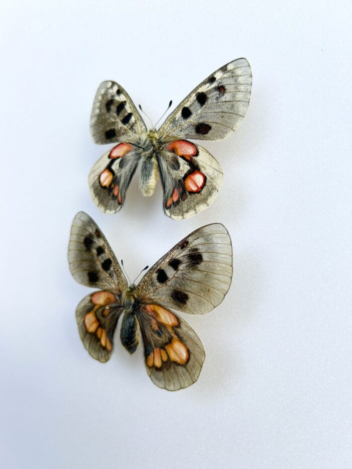 Parnassius Hybride - Image 3