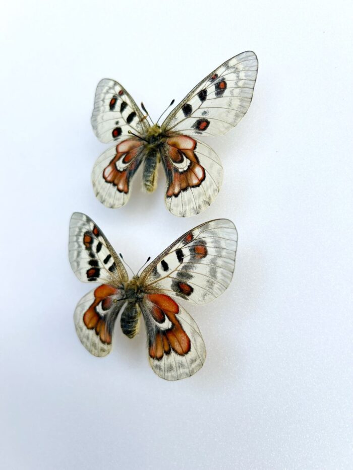 Parnassius Hybride - Image 2