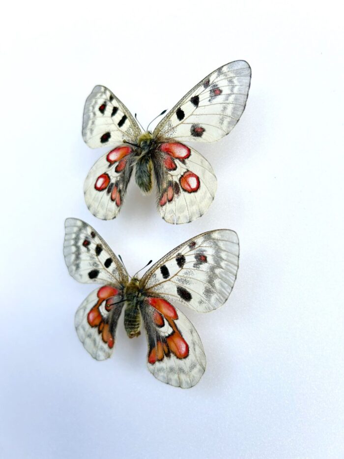 Parnassius Hybride - Image 3