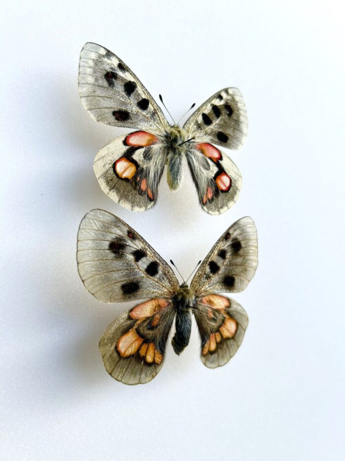 Parnassius Hybride - Image 2