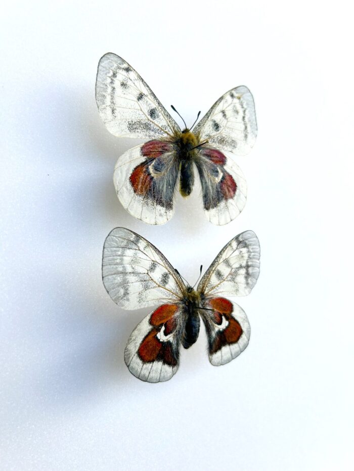 Parnassius Hybride - Image 2