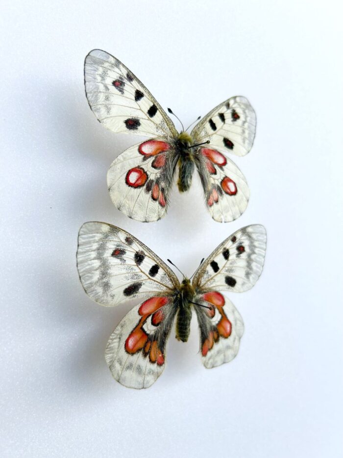 Parnassius Hybride - Image 2