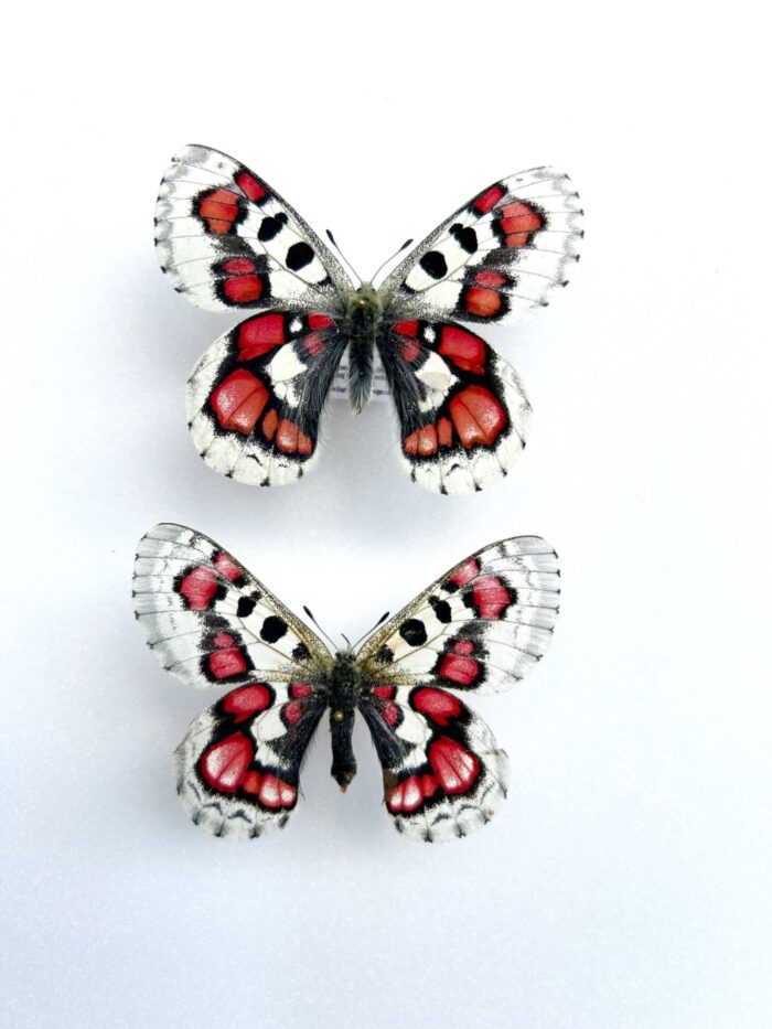 Parnassius Nomion Koiwayai couple