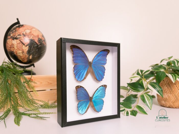 Morpho Didius + Morpho Menelaus - Image 2