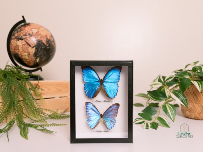 Morpho Menelaus + Morpho Aurora