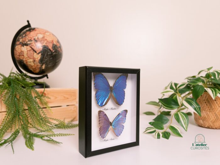 Morpho Menelaus + Morpho Aurora - Image 2