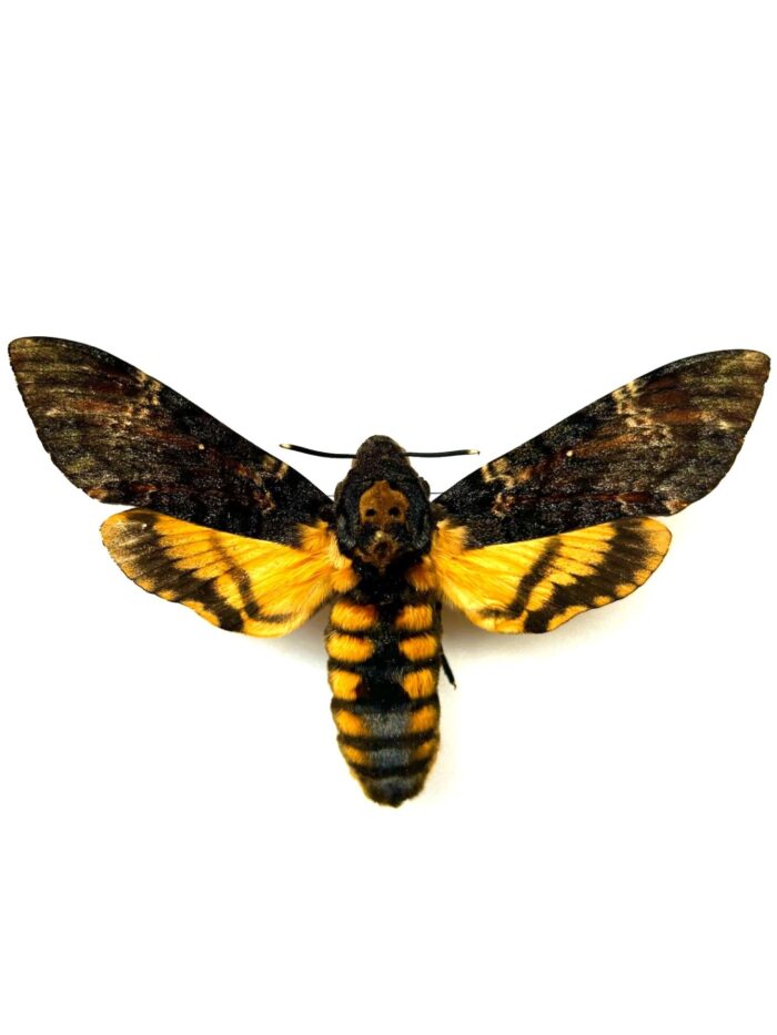 Acherontia Atropos