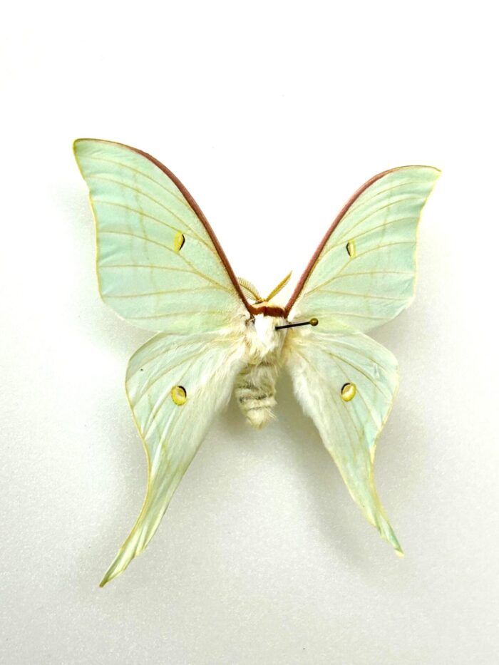 Actias Gnoma - Image 2