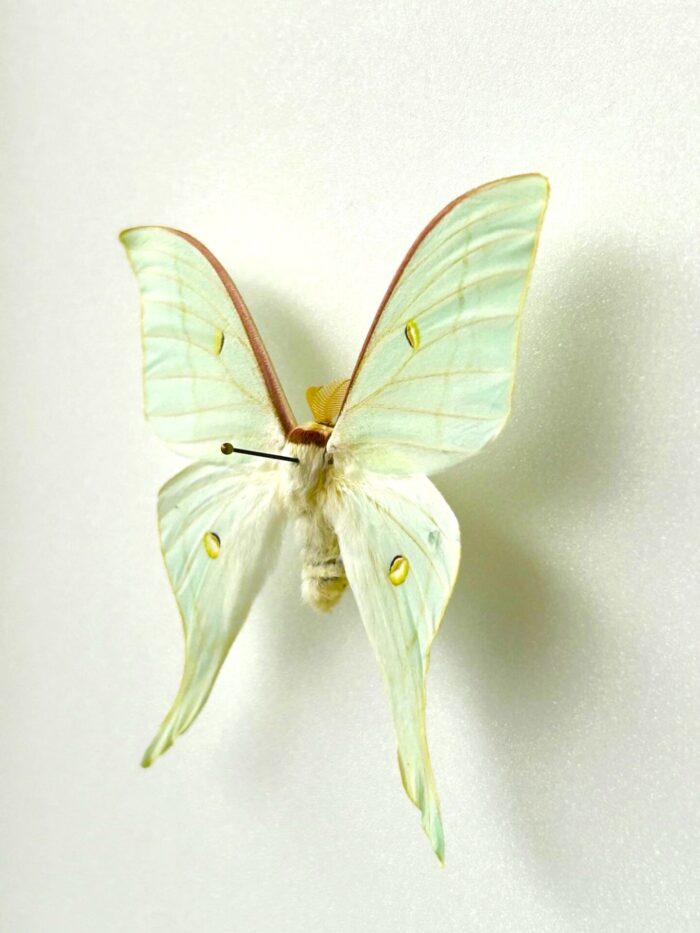 Actias Gnoma - Image 3