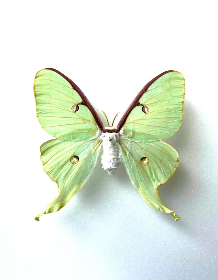 Actias Luna