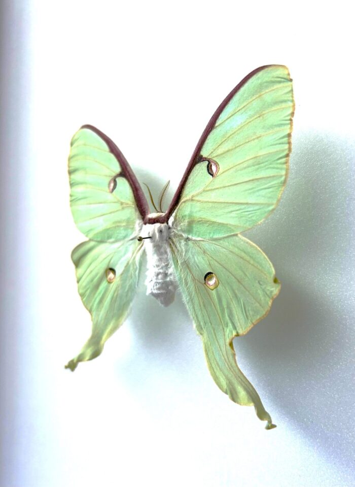 Actias Luna - Image 3