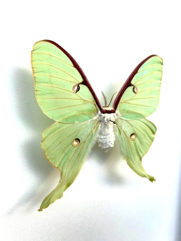 Actias Luna - Image 2