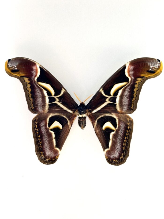 Attacus Edwardsii