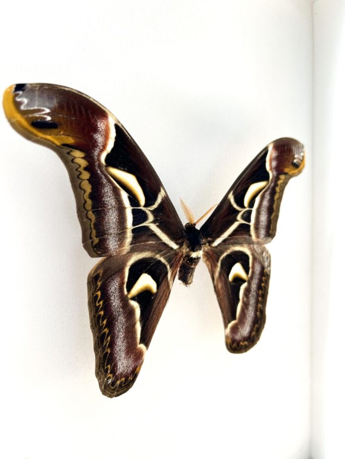 Attacus Edwardsii - Image 2