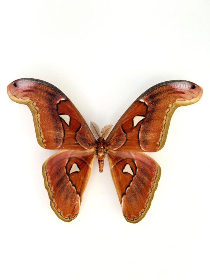 Attacus Lorquini