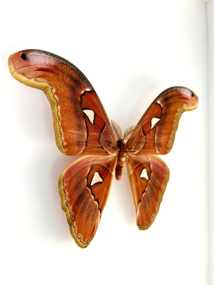 Attacus Lorquini - Image 2