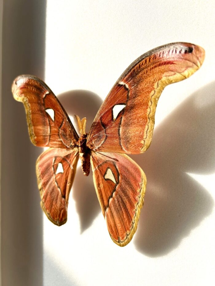 Attacus Lorquini - Image 3