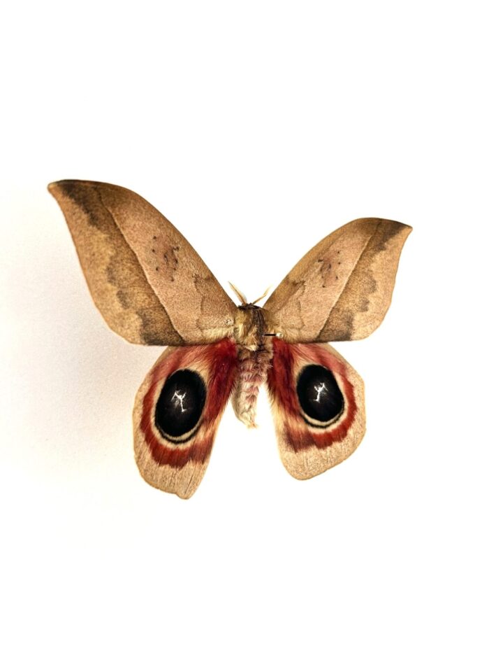 Automeris SP - Image 2