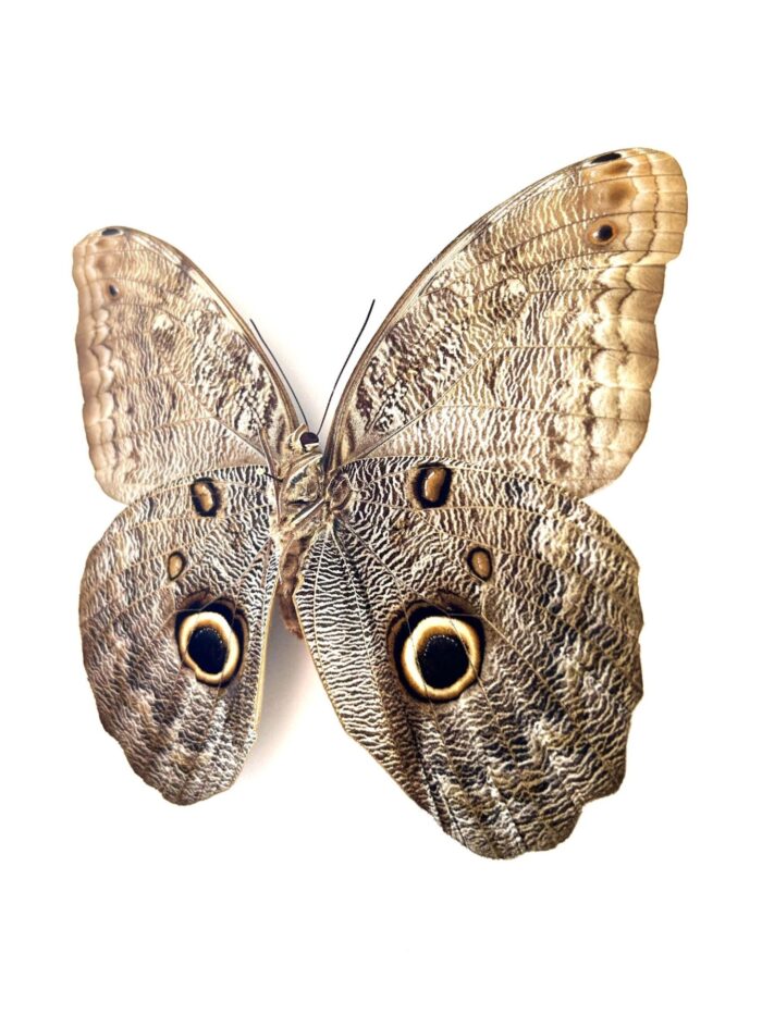 Caligo Eurilochus - Image 2