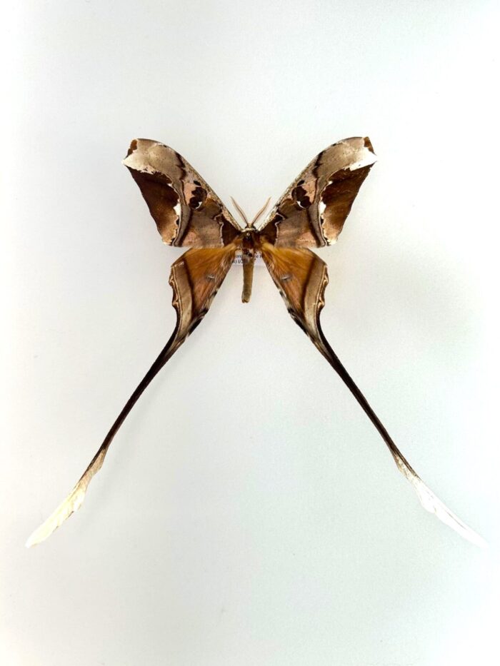 Copiopteryx Semiramis