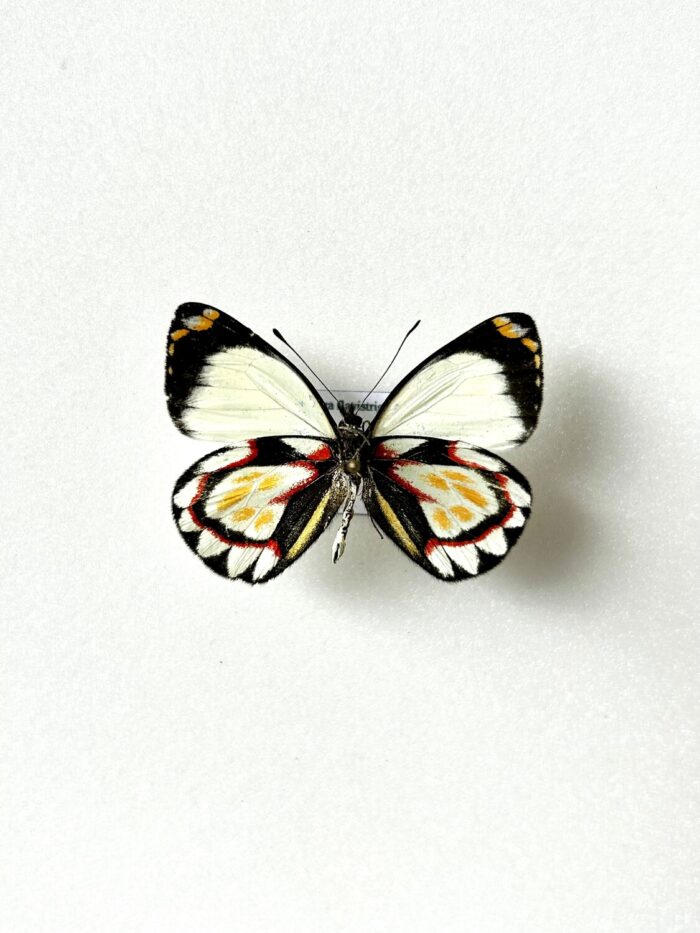 Delias Flavistriga