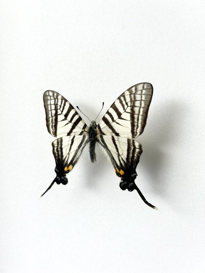 Graphium Eurous - Image 3