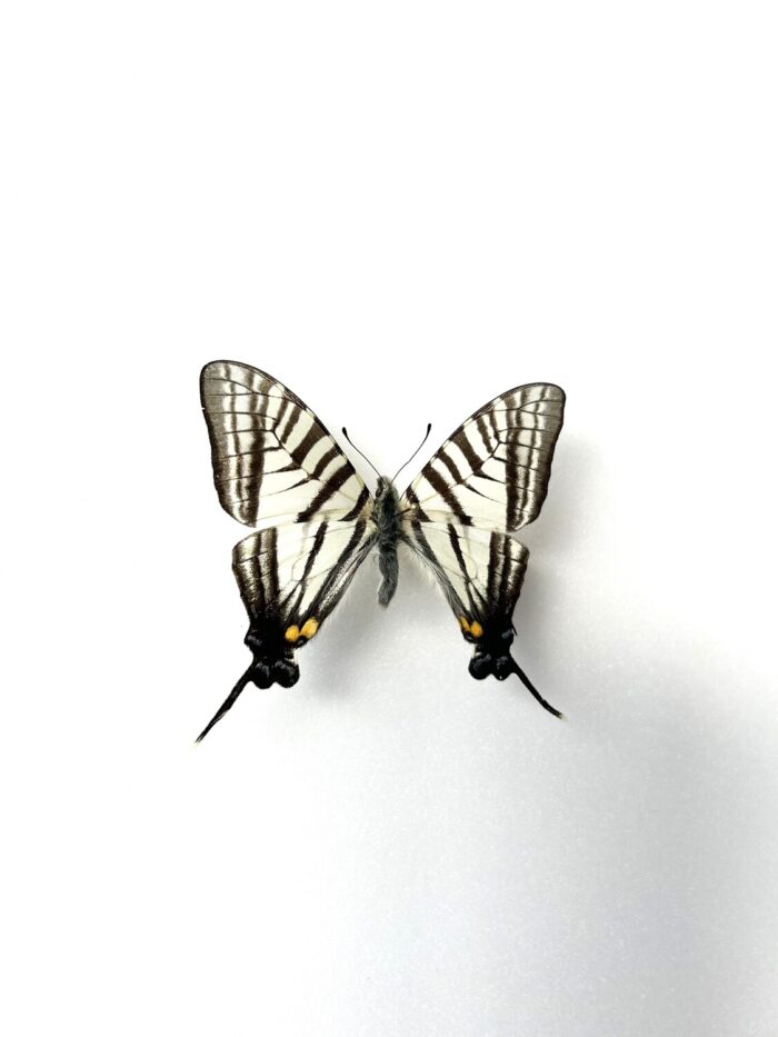 Graphium Eurous - Image 2