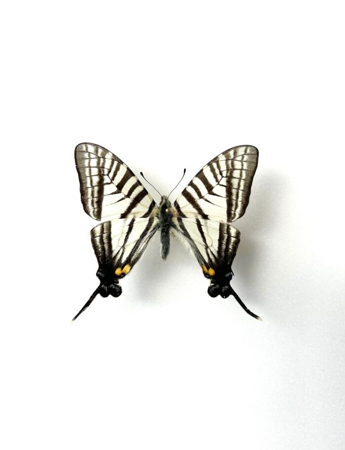 Graphium Eurous