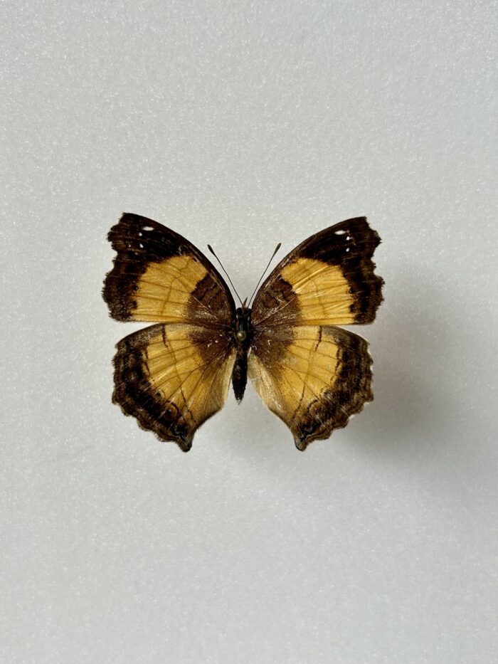 Junonia Terea