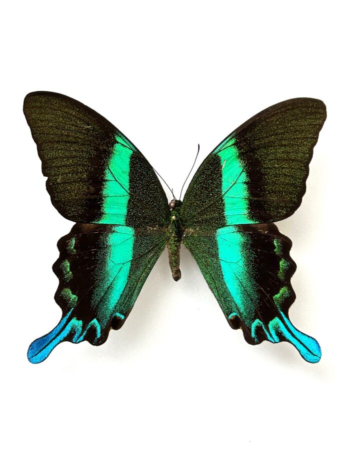 Papilio Blumei