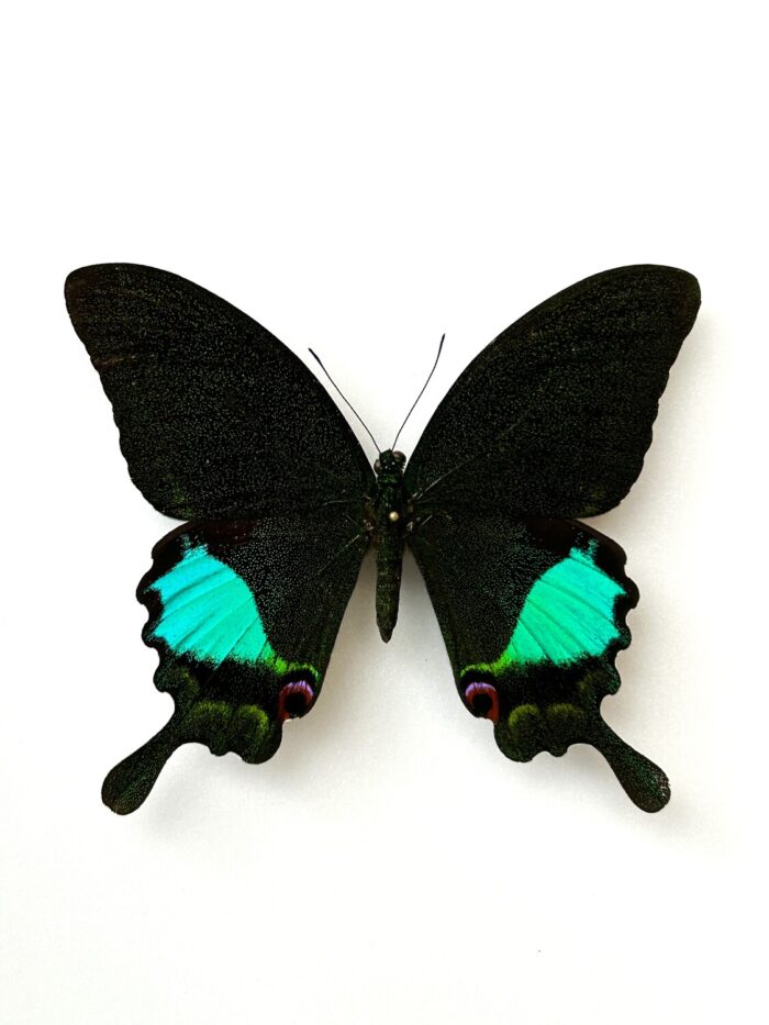 Papilio Karna