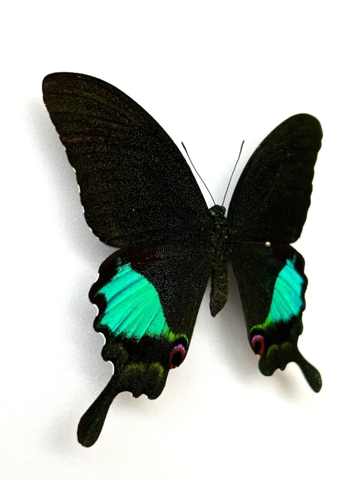 Papilio Karna - Image 2