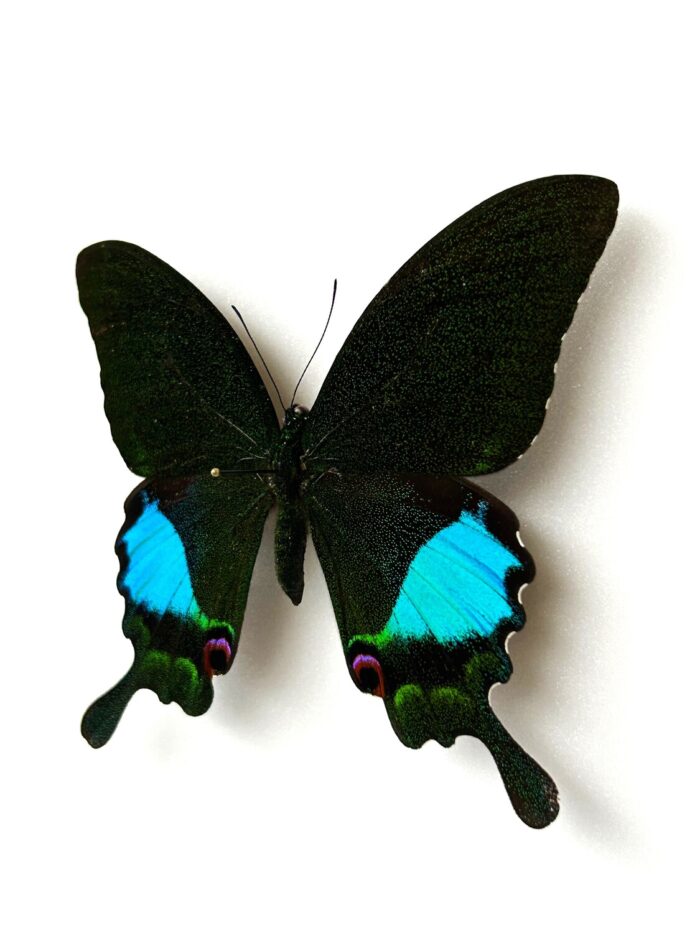 Papilio Karna - Image 3