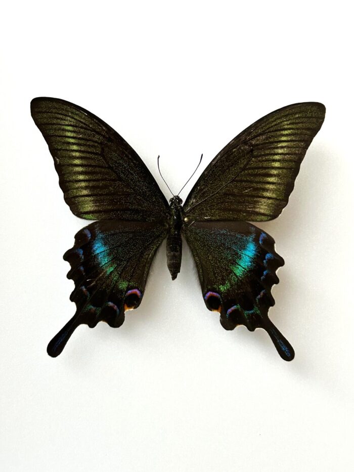 Papilio Maackii