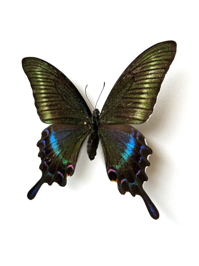 Papilio Maackii - Image 2