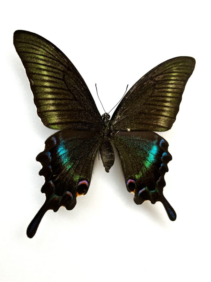 Papilio Maackii - Image 3