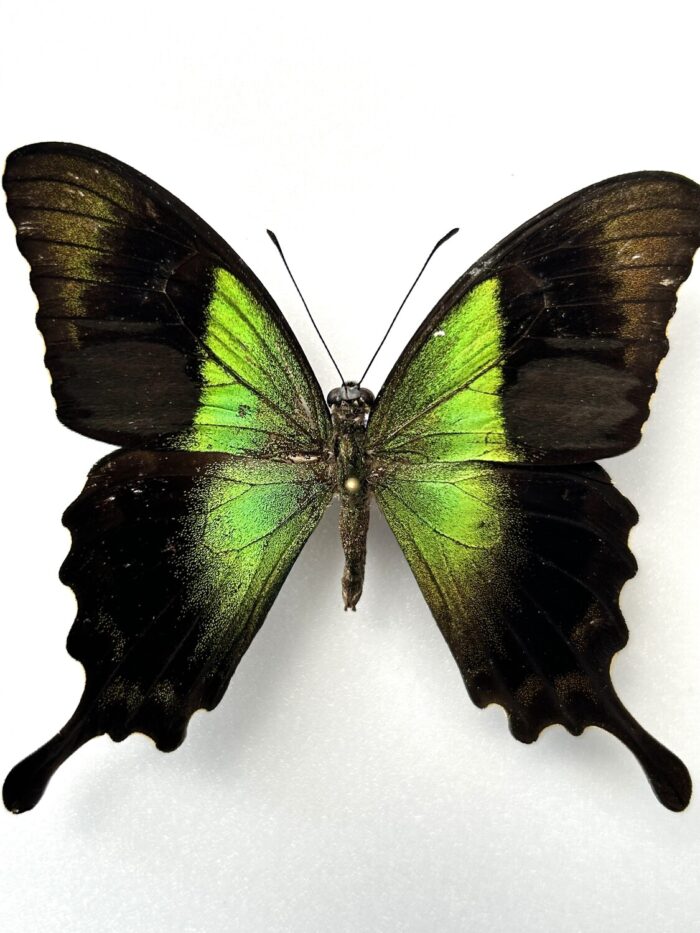 Papilio Peranthus